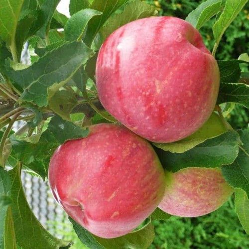 Malus domestica 'Uldis' - Sammasõunapuu 'Uldis' C6/6L
